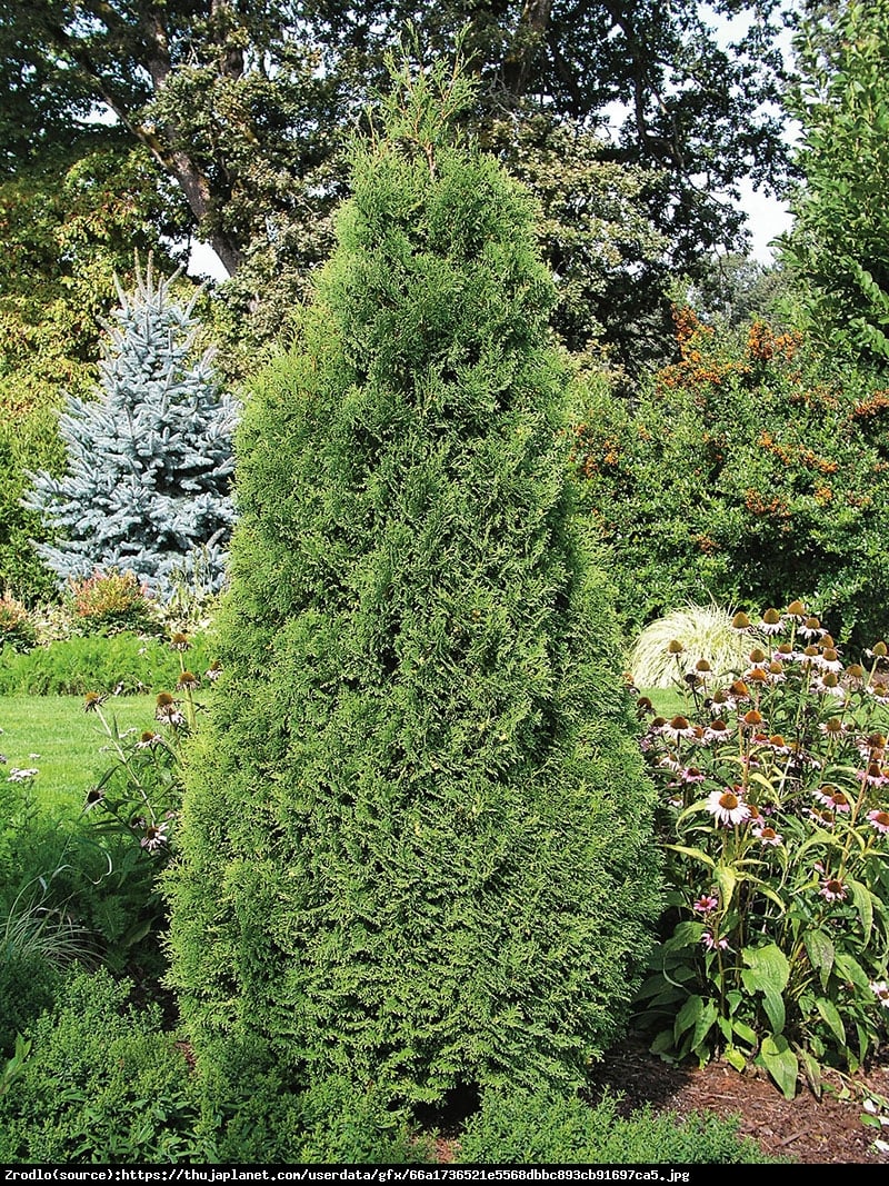 Thuja Tuja Żywotnik zachodni Holmstrup  - Thuja occidentalis Holmstrup 