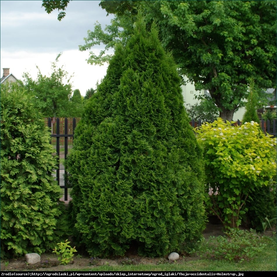 Thuja Tuja Żywotnik zachodni Holmstrup  - Thuja occidentalis Holmstrup 