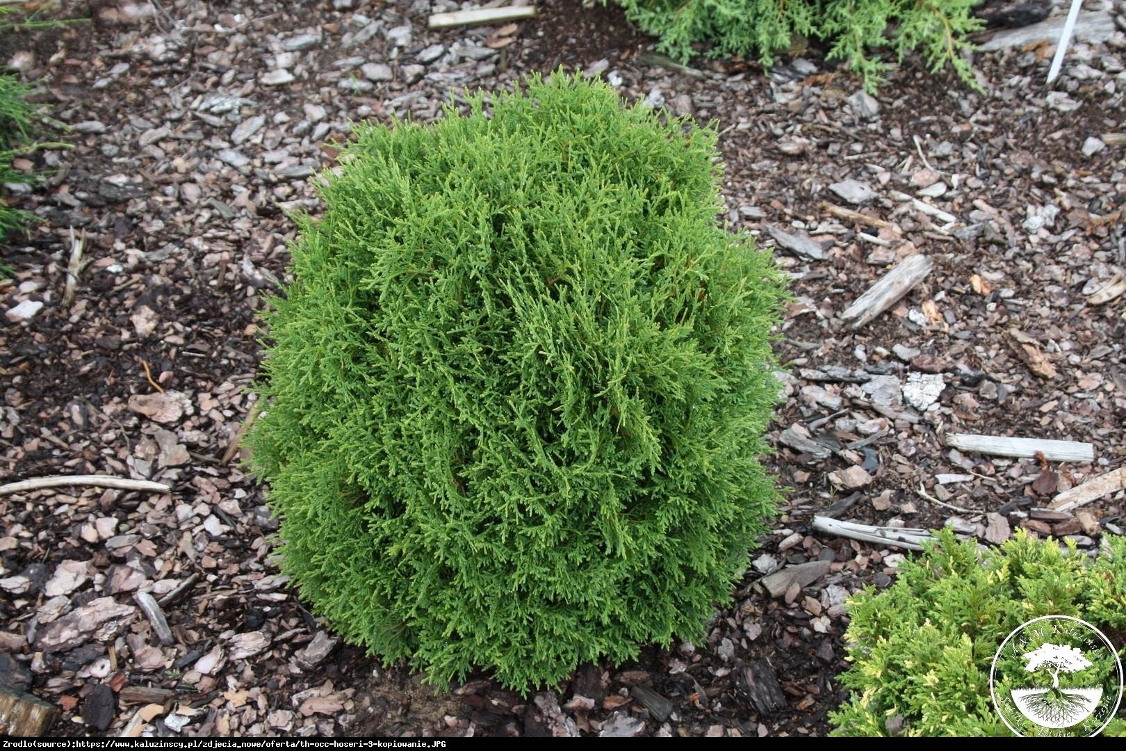 Tuja Żywotnik zachodni Hoseri  - Thuja occidentalis  Hoseri 