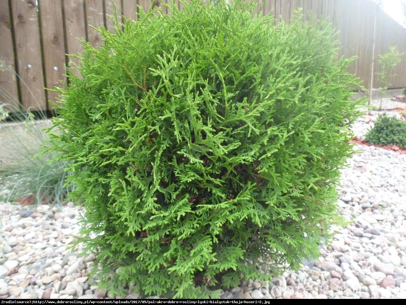 Tuja Żywotnik zachodni Hoseri  - Thuja occidentalis  Hoseri 