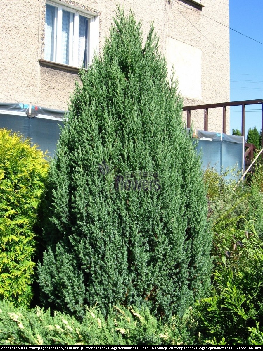 Jałowiec chiński Stricta  - Juniperus chinensis  Stricta 