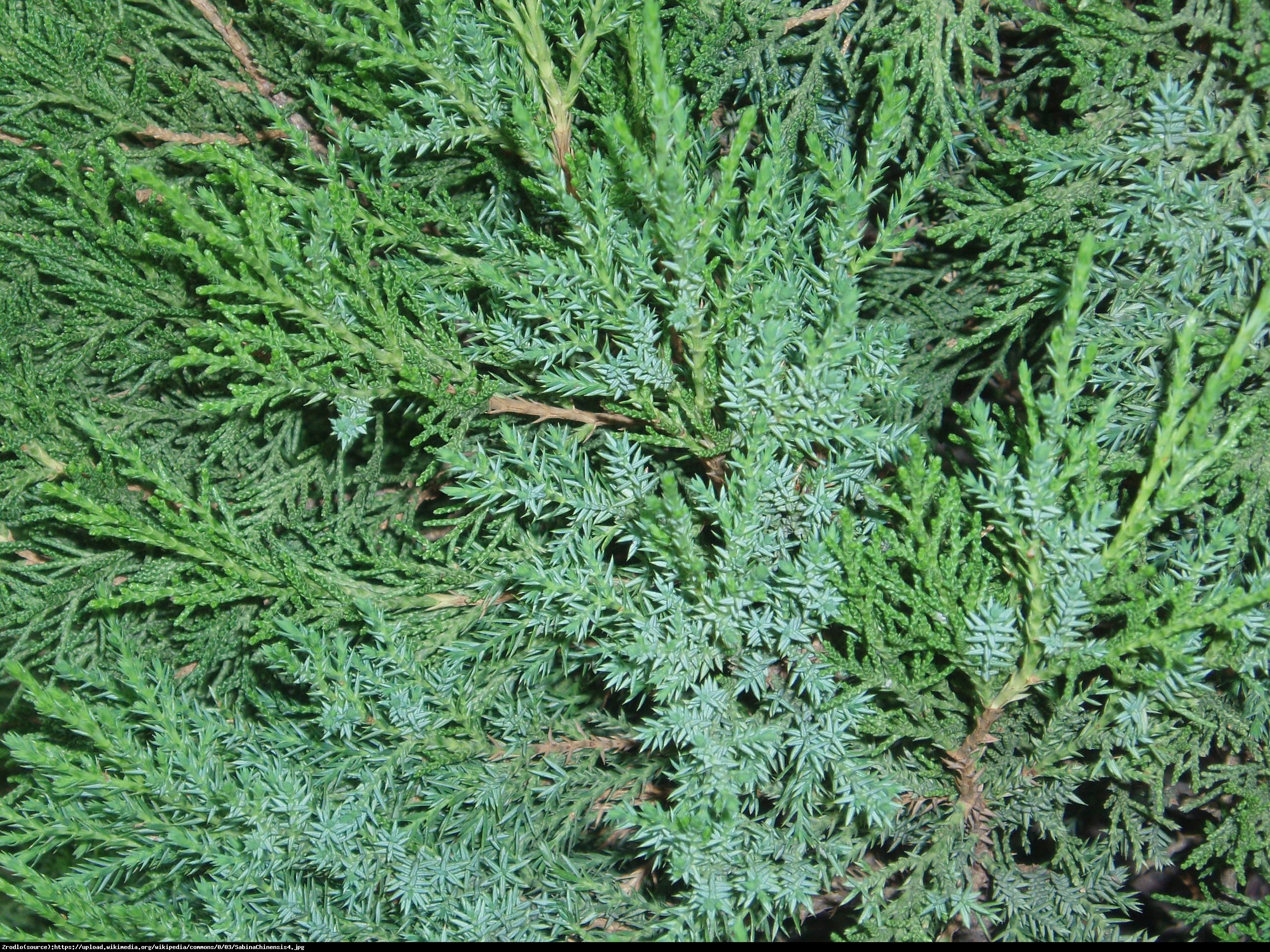 Jałowiec chiński Stricta  - Juniperus chinensis  Stricta 