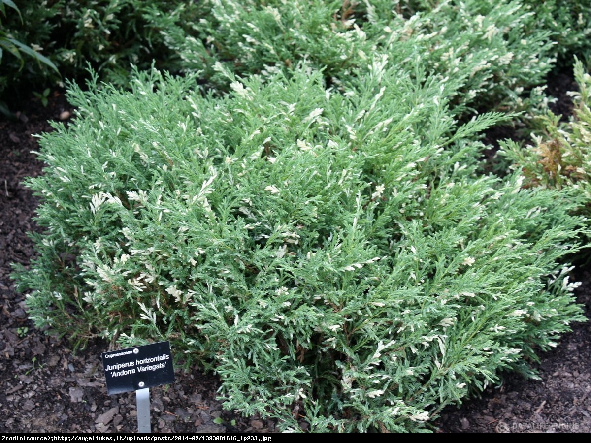 Jałowiec płożący  Variegata  - Juniperus horizontalis  Variegata 