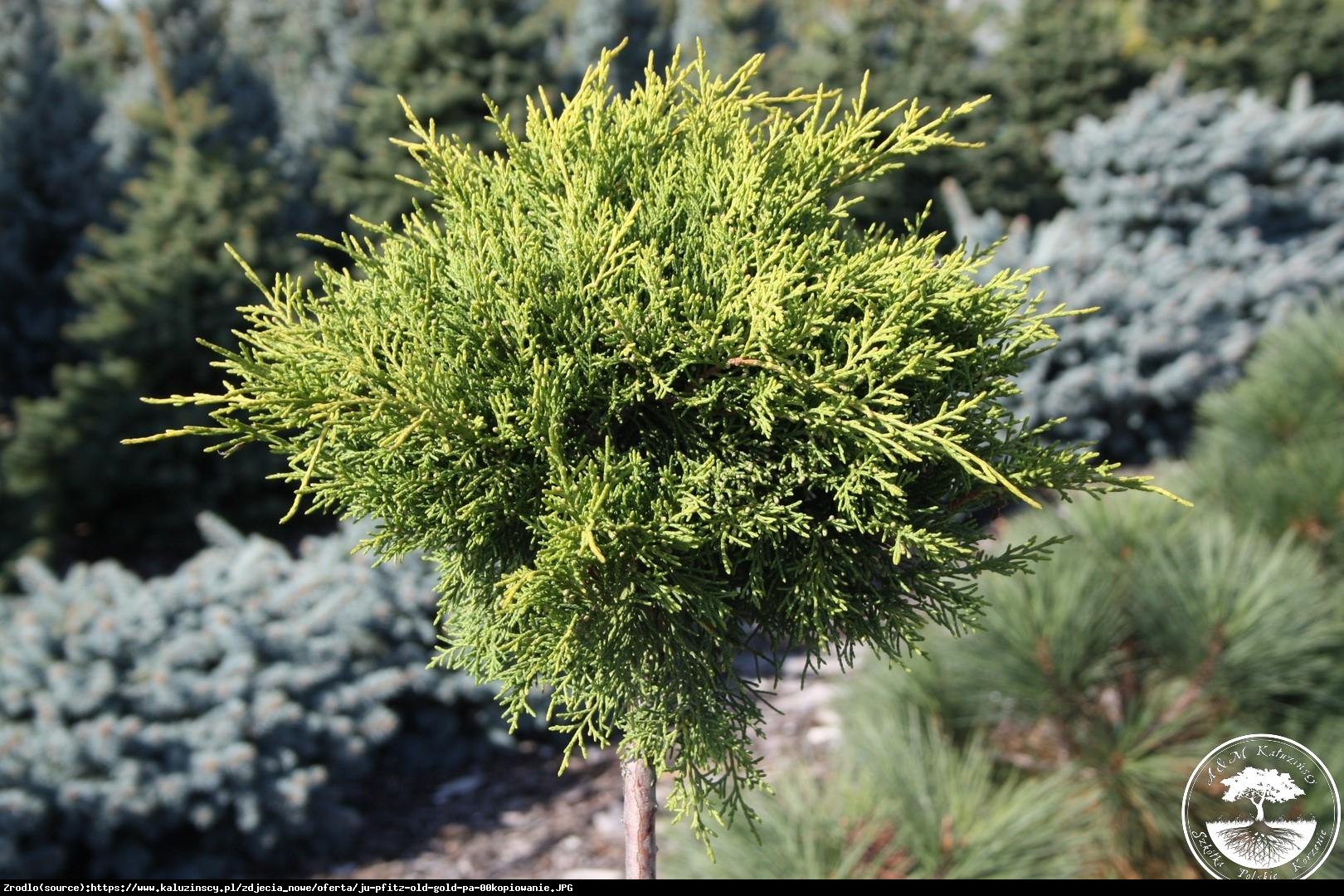 Jałowiec Pfitzera Old Gold  - Juniperus pfitzeriana  Old Gold 