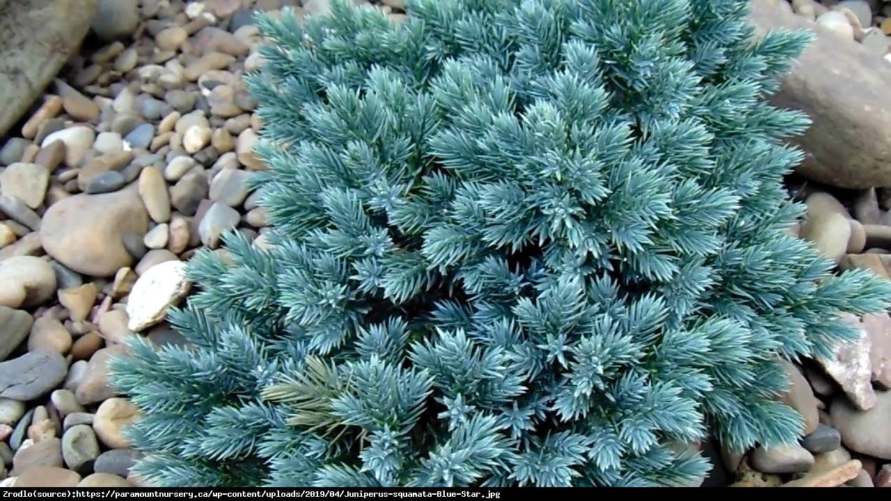 Jałowiec łuskowaty Blue Star  - Juniperus squamata  Blue Star 