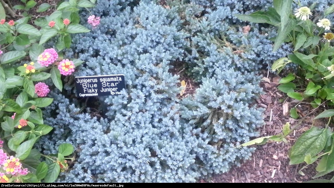 Jałowiec łuskowaty Blue Star  - Juniperus squamata  Blue Star 