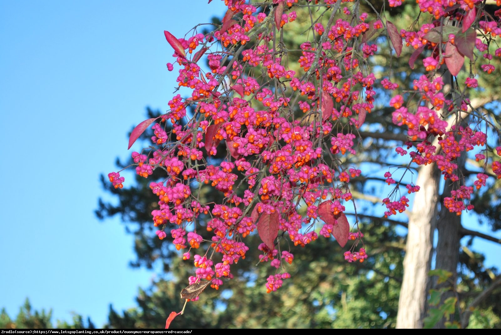 Trzmielina europejska Red Cascade - Euonymus europaeus  Red Cascade  