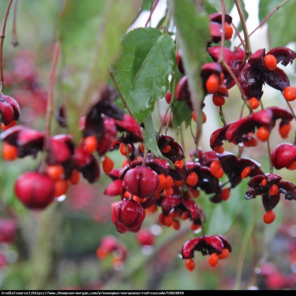 Trzmielina europejska Red Cascade - Euonymus europaeus  Red Cascade  