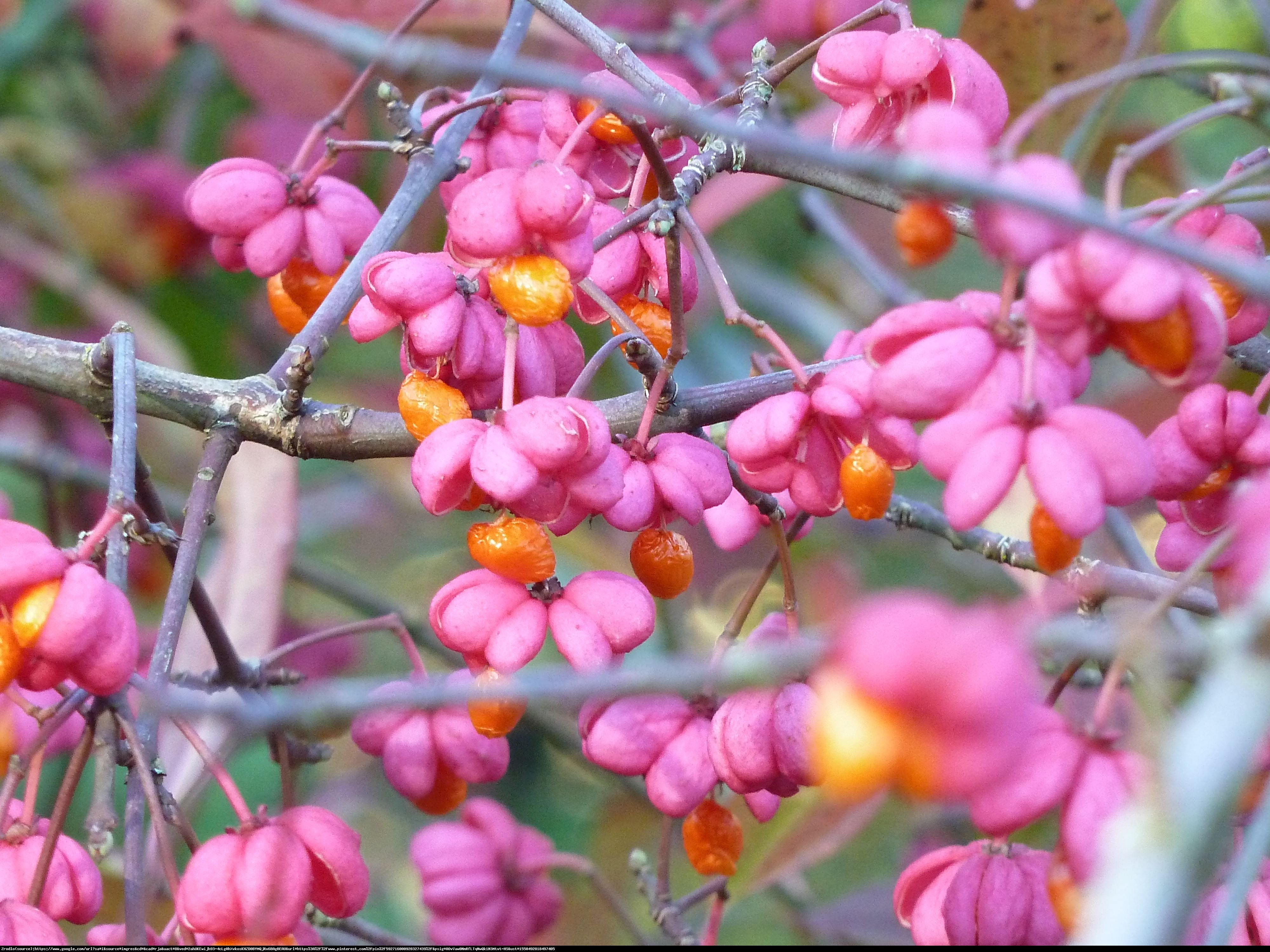 Trzmielina europejska Red Cascade - Euonymus europaeus  Red Cascade  