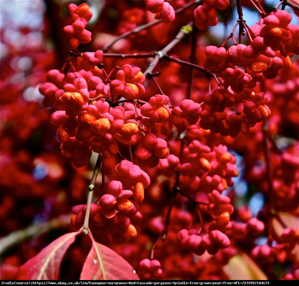 Trzmielina europejska Red Cascade - Euonymus europaeus  Red Cascade  