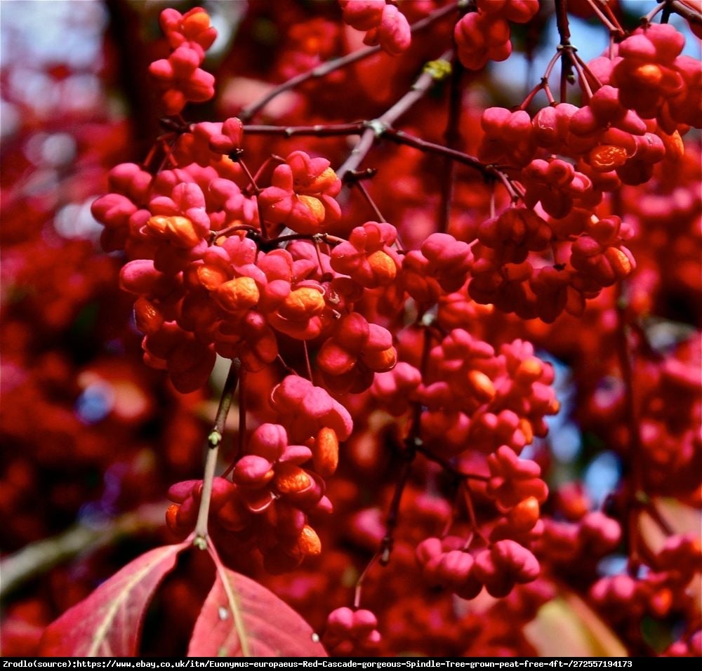 Trzmielina europejska Red Cascade - Euonymus europaeus  Red Cascade  