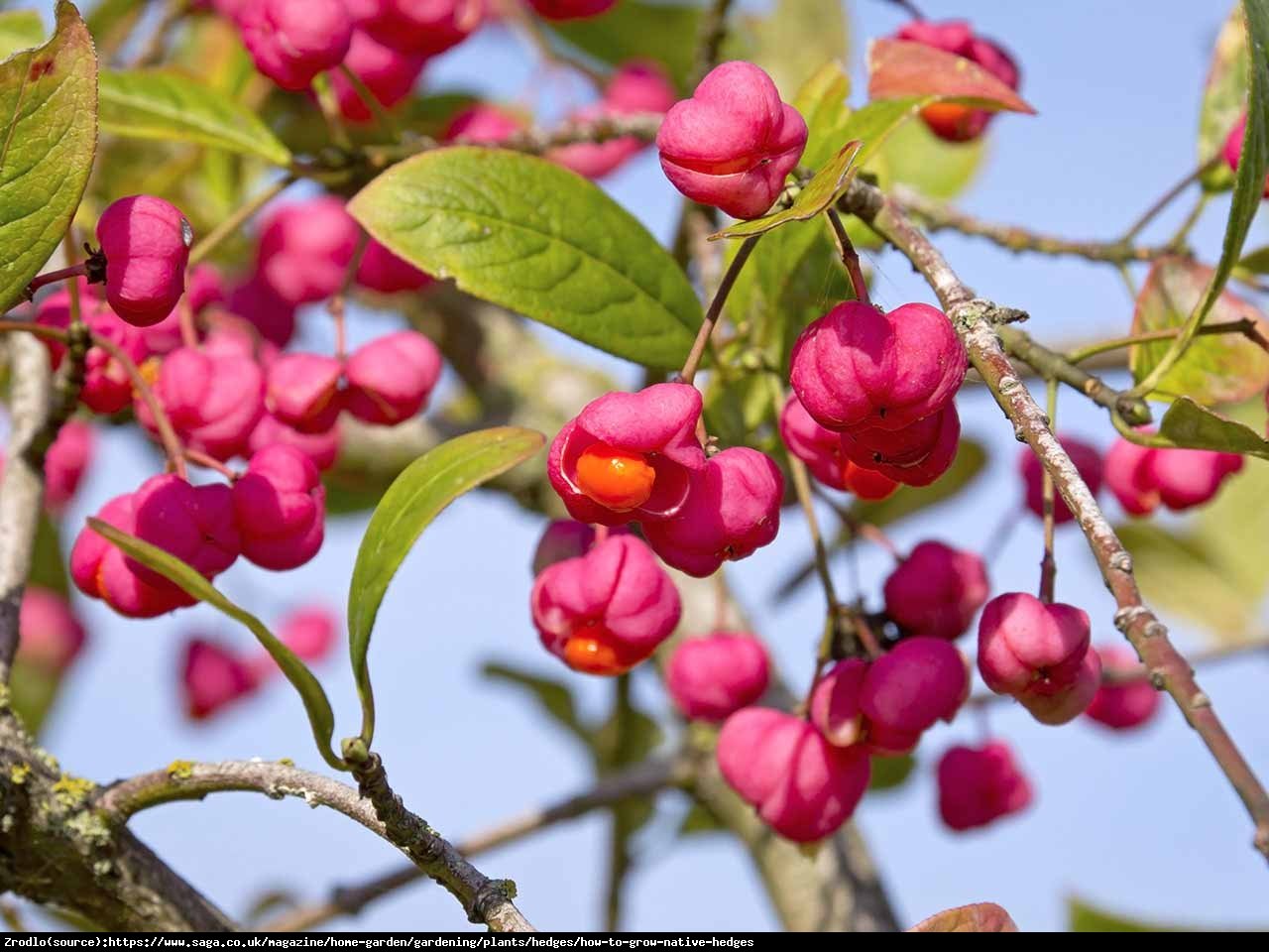 Trzmielina europejska Red Cascade - Euonymus europaeus  Red Cascade  