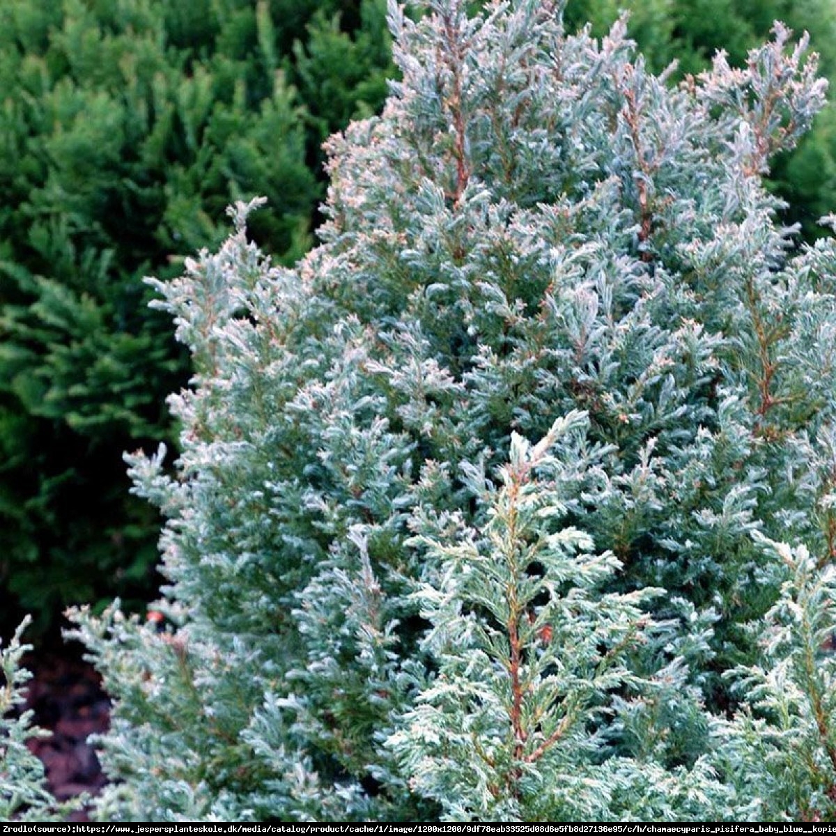 Cyprysik groszkowy  Baby Blue  - Chamaecyparis pisifera  Baby Blue 