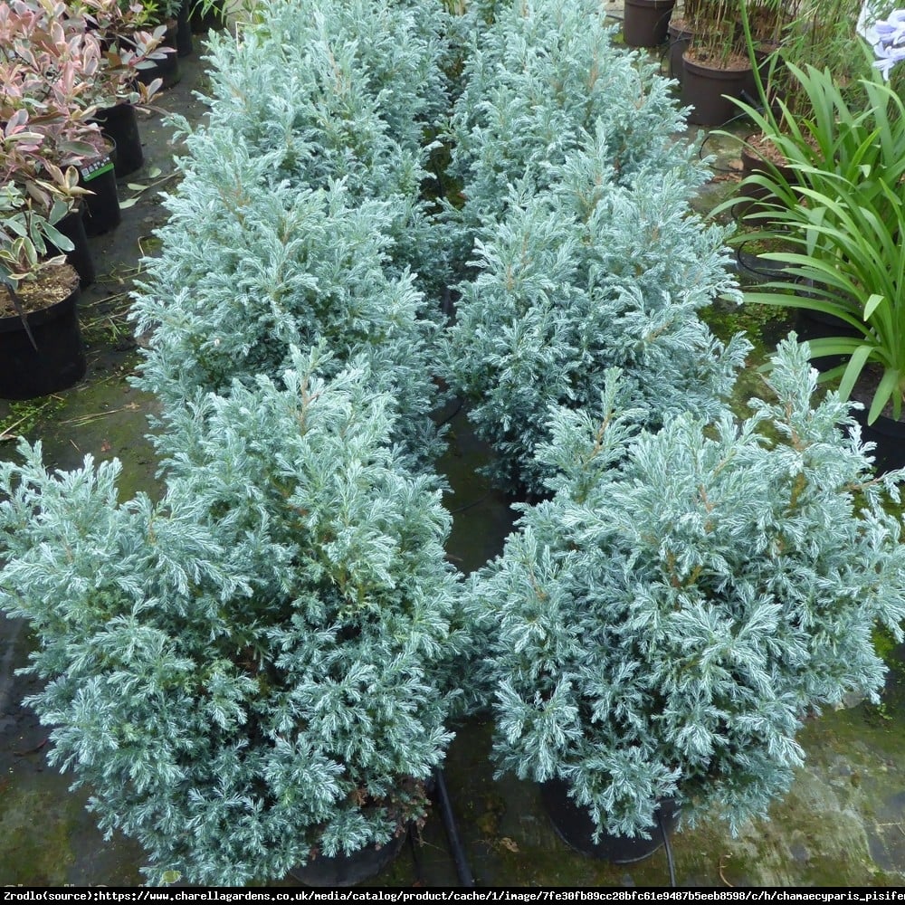 Cyprysik groszkowy  Baby Blue  - Chamaecyparis pisifera  Baby Blue 