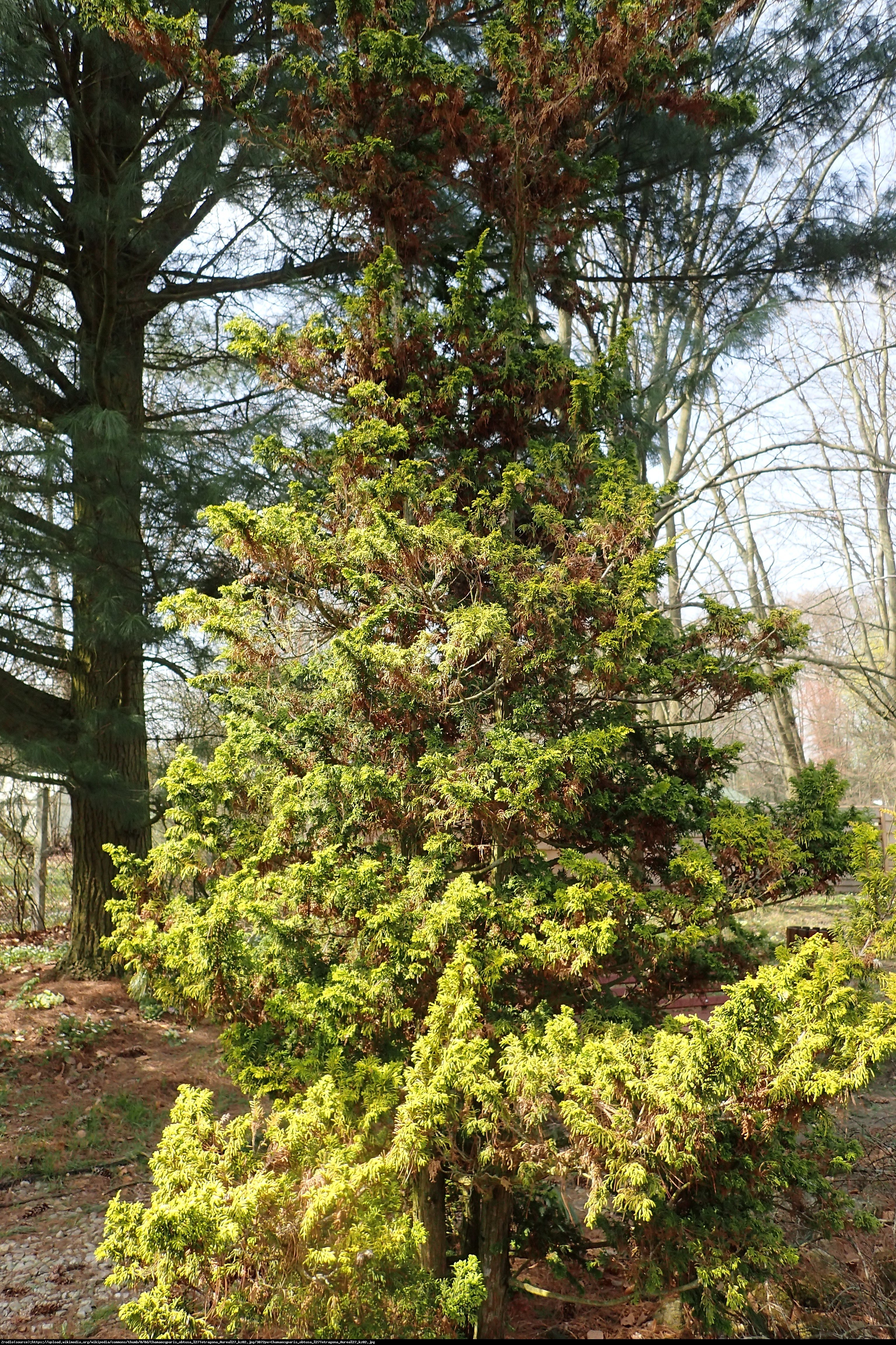 Cyprysik tępołuskowy  Tetragona Aurea  - Chamaecyparis obtusa  Tetragona Aurea 