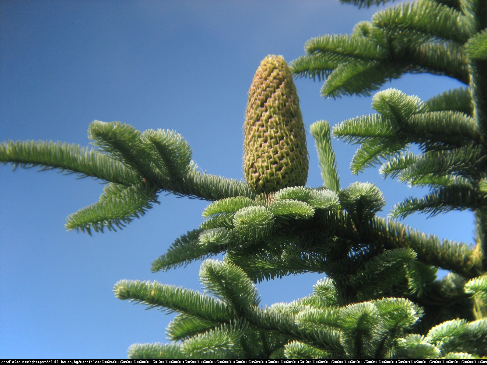 Jodła szlachetna Frijsenborg - Abies procera Frijsenborg