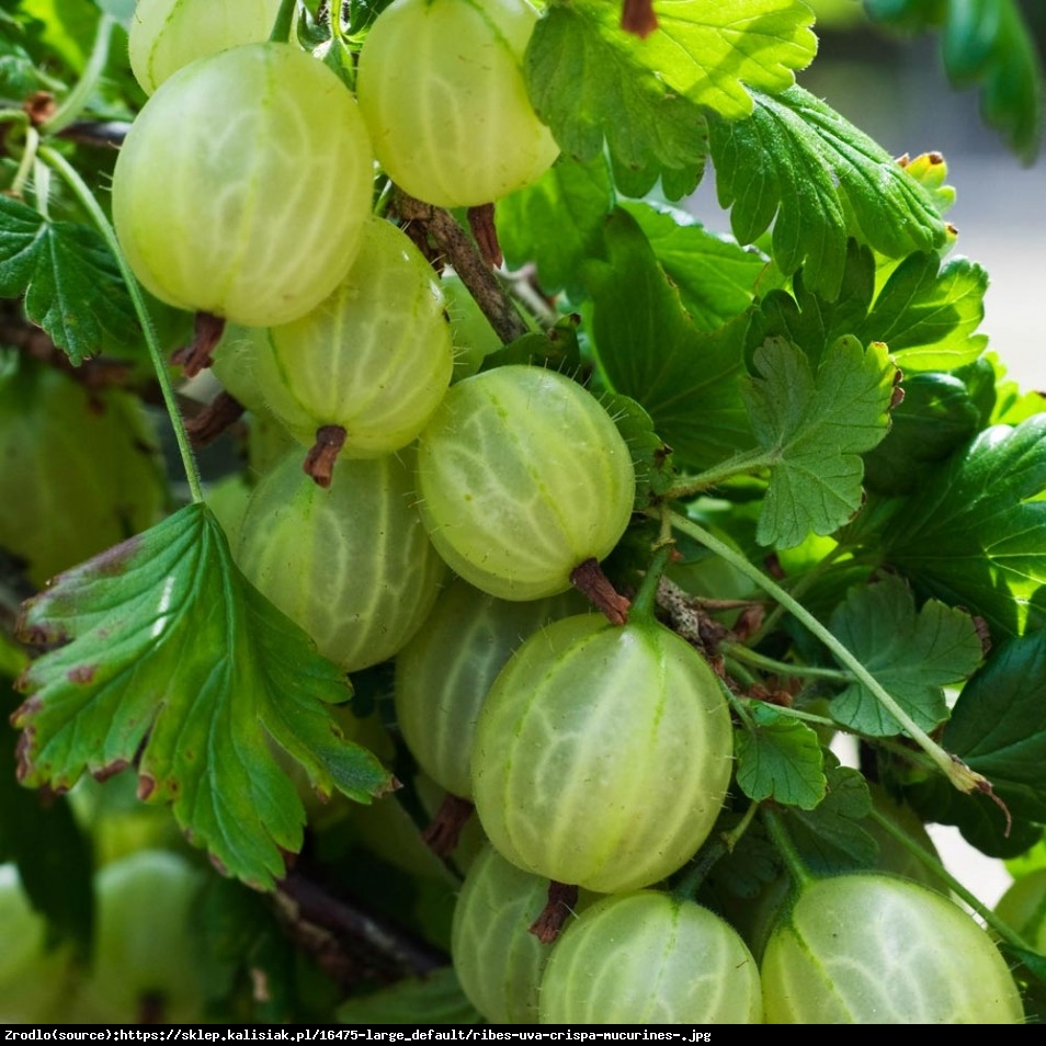 Agrest Mucurines - Ribes uva-crispa Mucurines