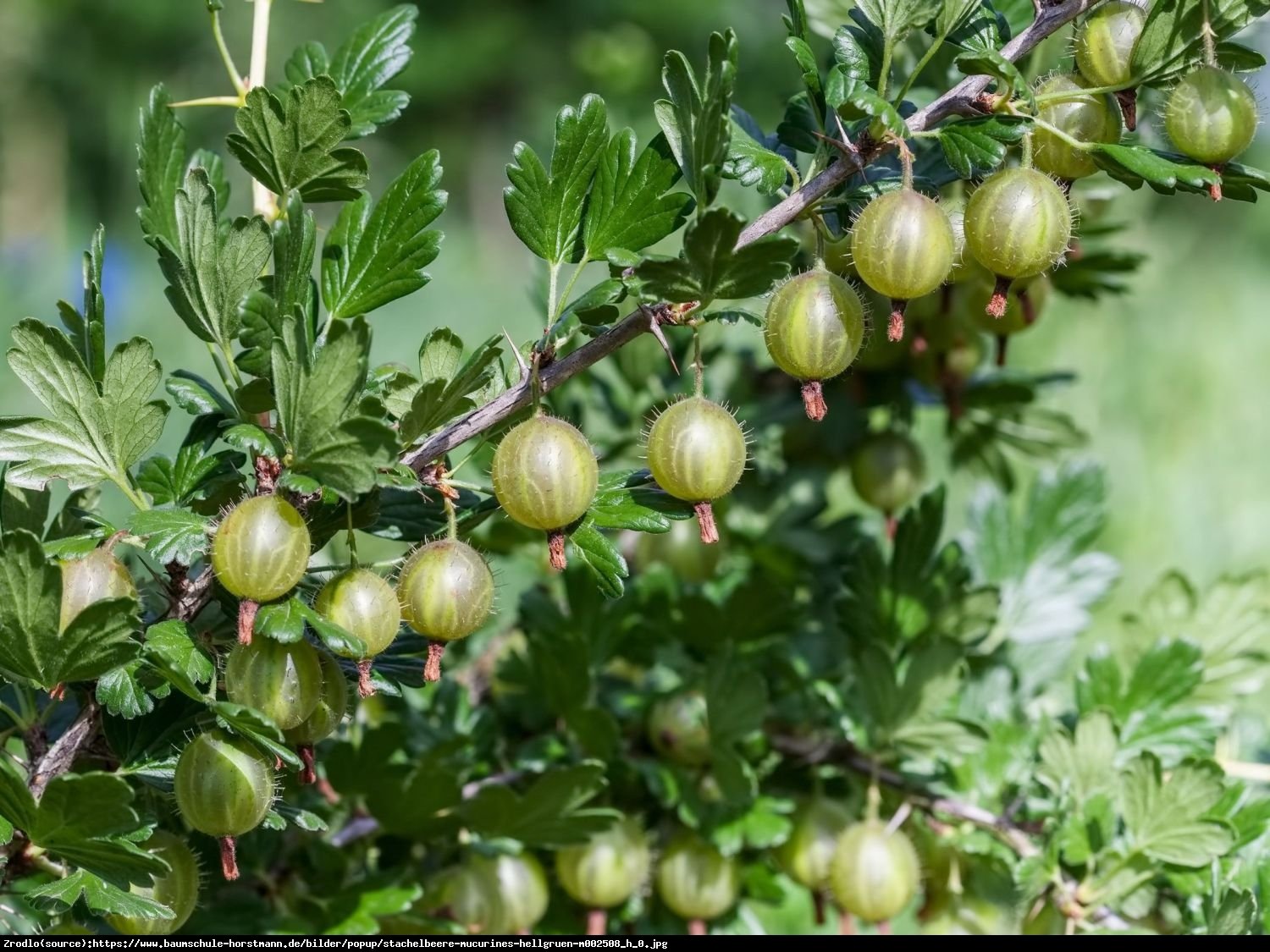 Agrest Mucurines - Ribes uva-crispa Mucurines