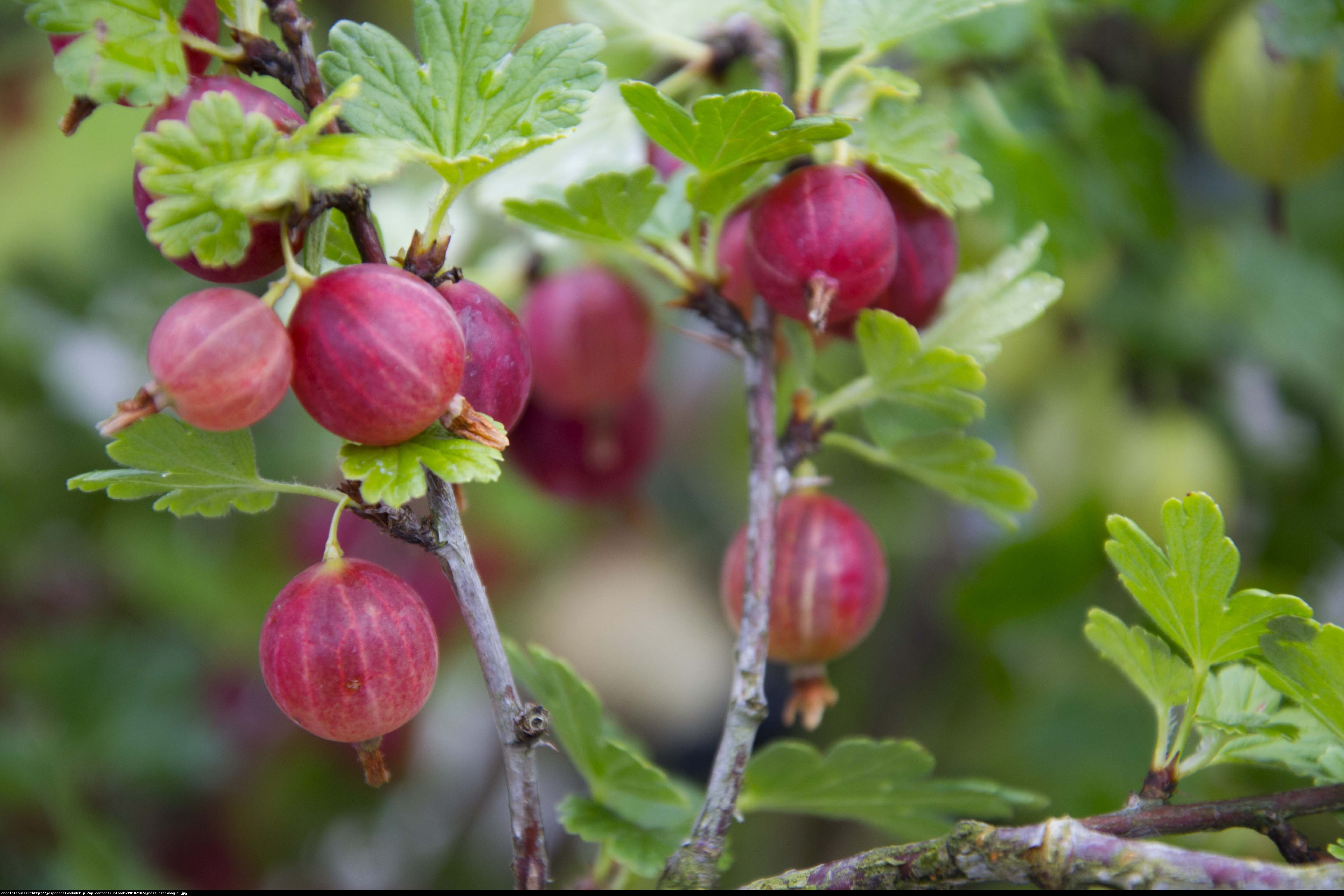 Agrest Kamieniar - Ribes uva-crispa Kamieniar