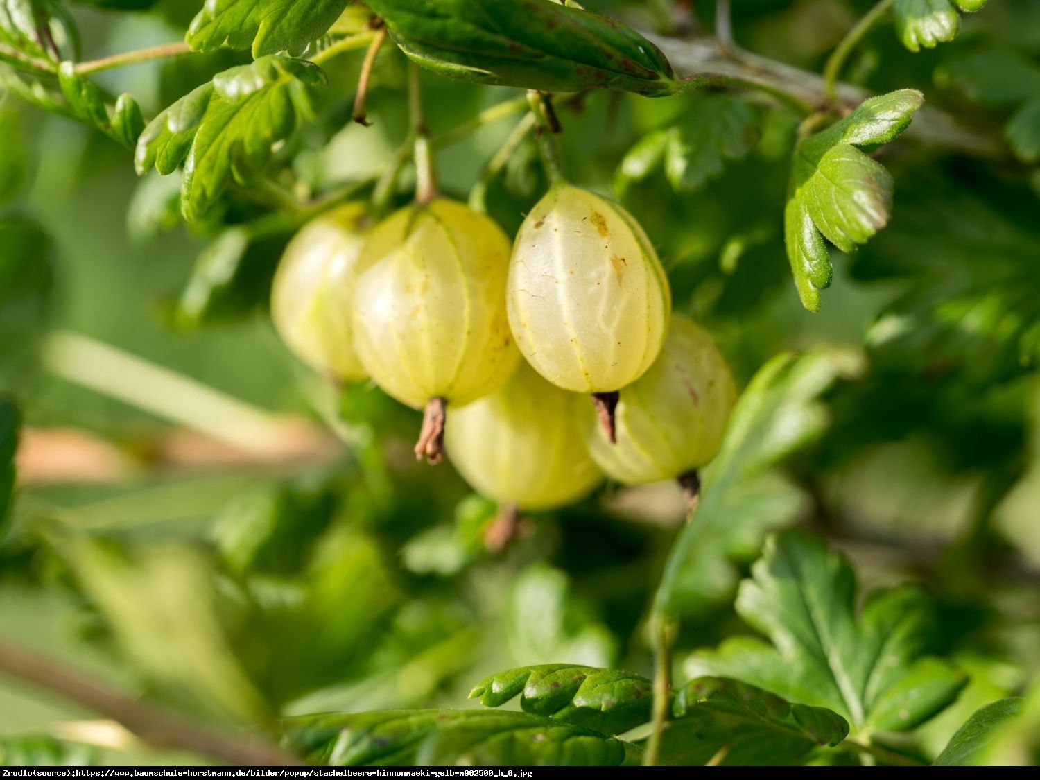 Agrest Hinnonmaki Gelb - Ribes uva-crispa Hinnonmaki Gelb 