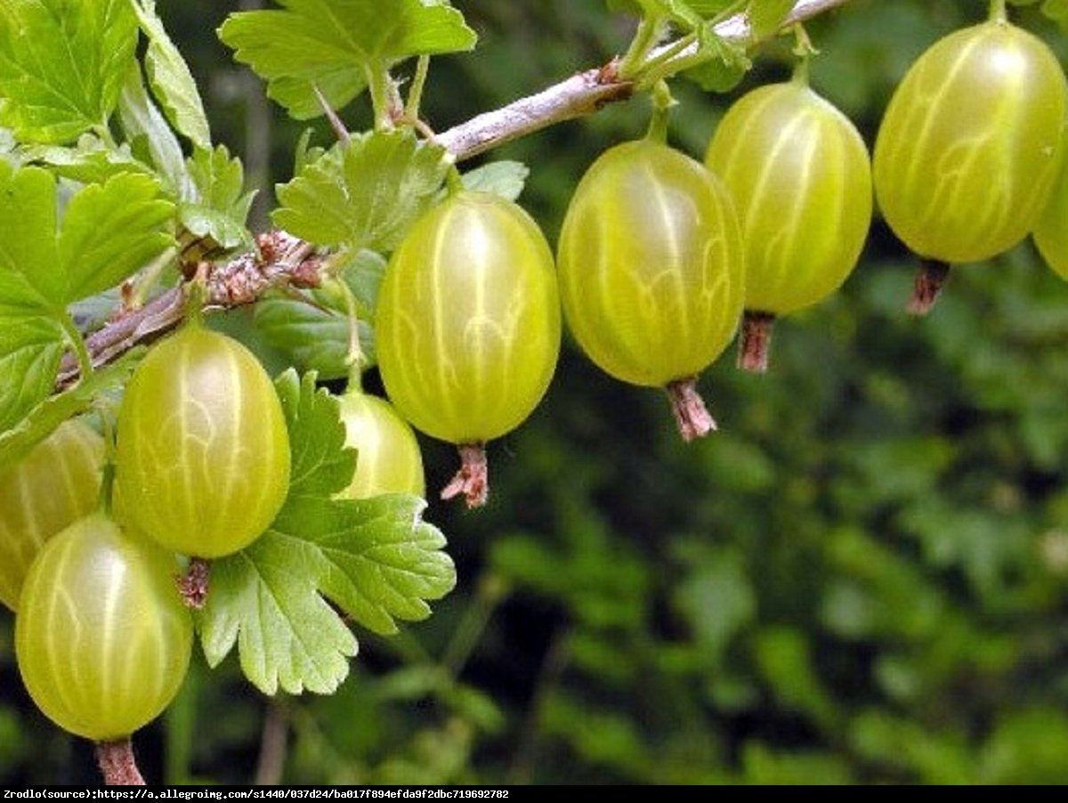 Agrest Hinnonmaki Gelb - Ribes uva-crispa Hinnonmaki Gelb 