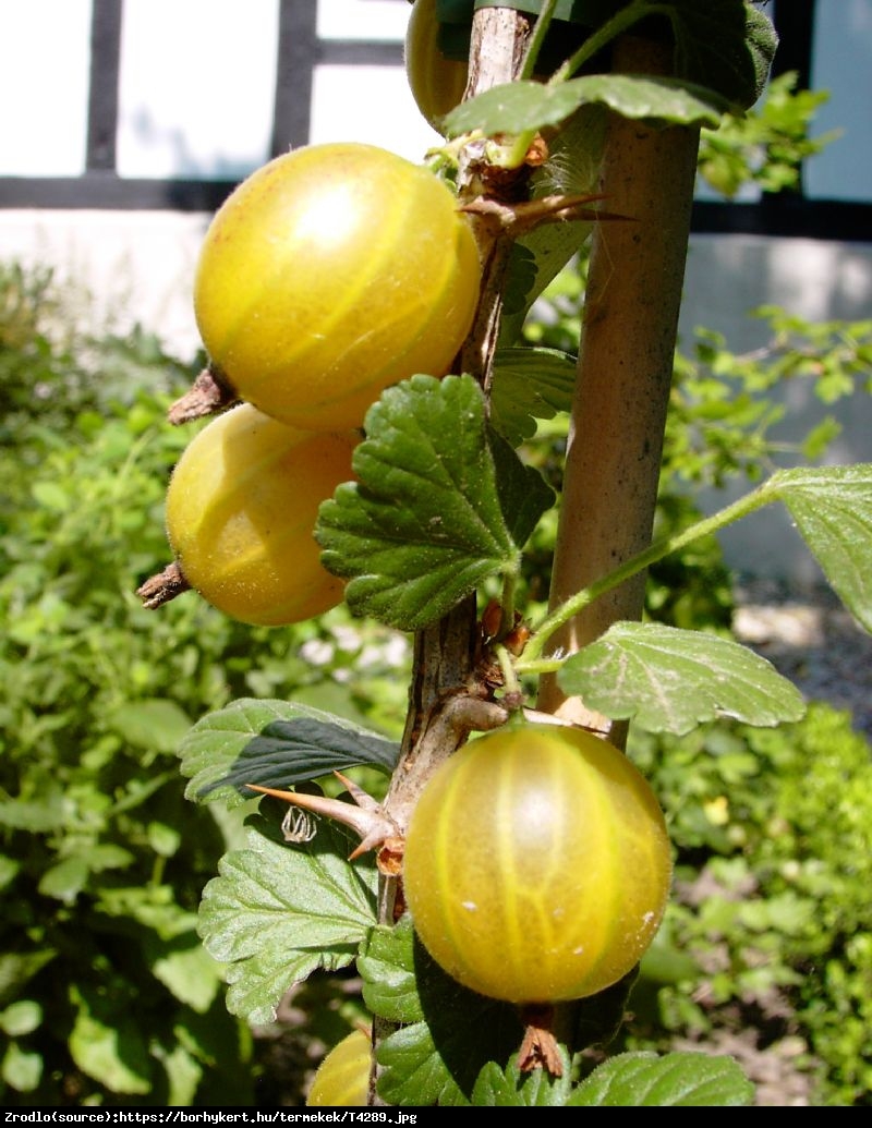 Agrest Hinnonmaki Gelb - Ribes uva-crispa Hinnonmaki Gelb 