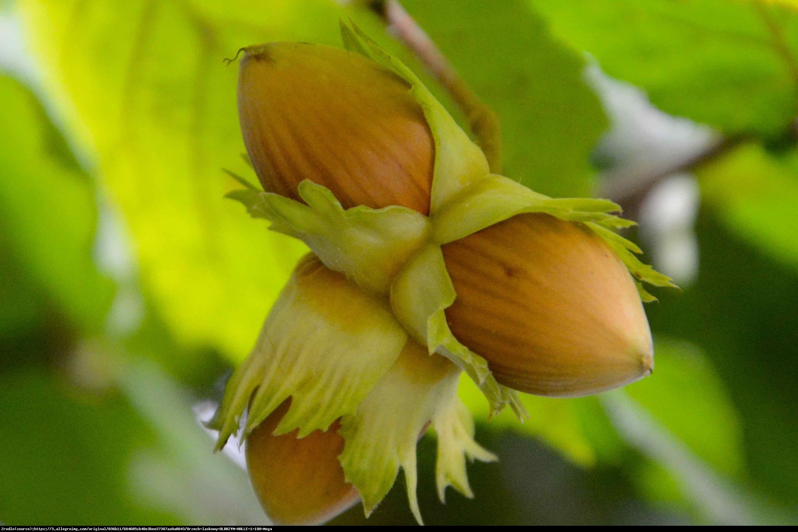 Leszczyna pospolita  Halle - OGROMNE OWOCE!!! - Corylus avellana  Olbrzymi z Halle 