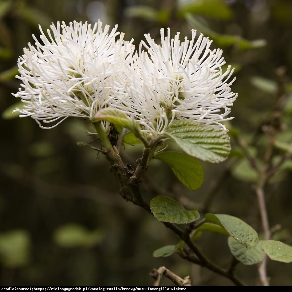 Fotergilla większa - Fothergilla major 