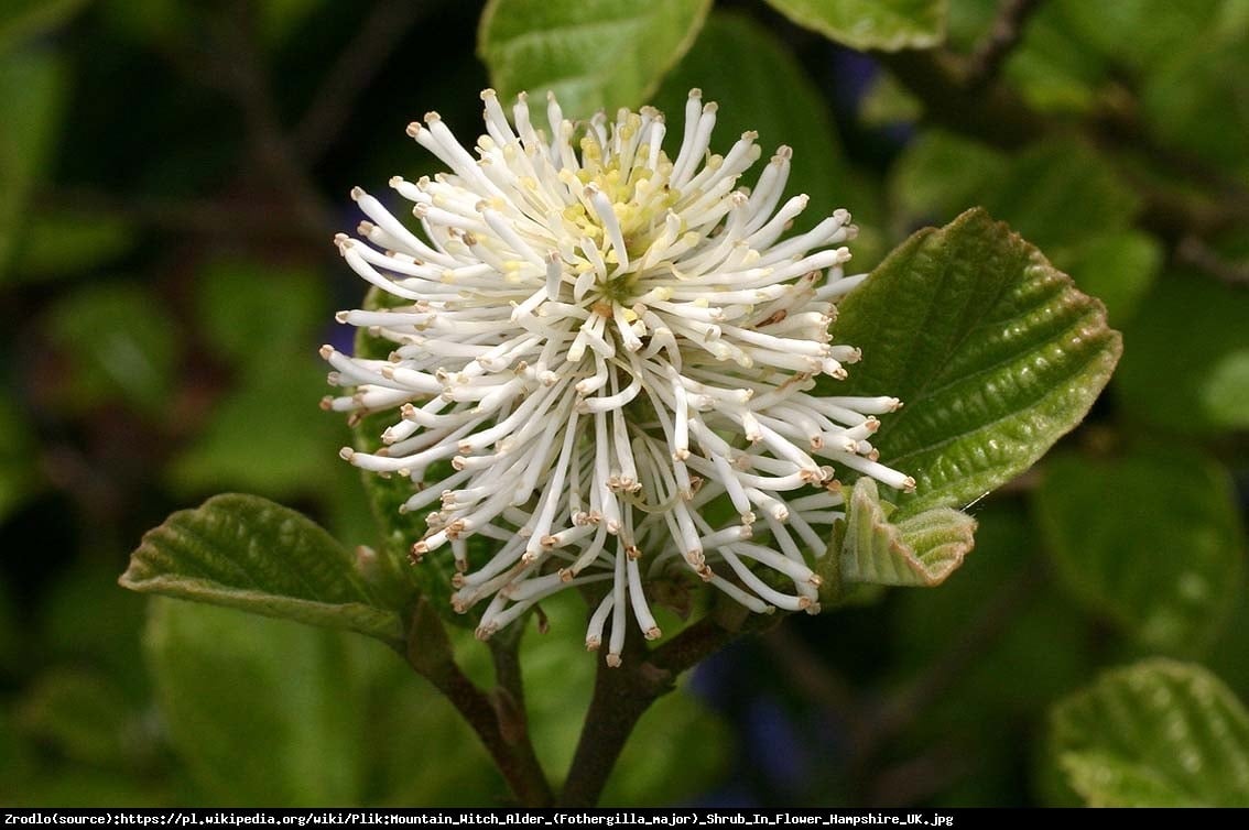 Fotergilla większa - Fothergilla major 