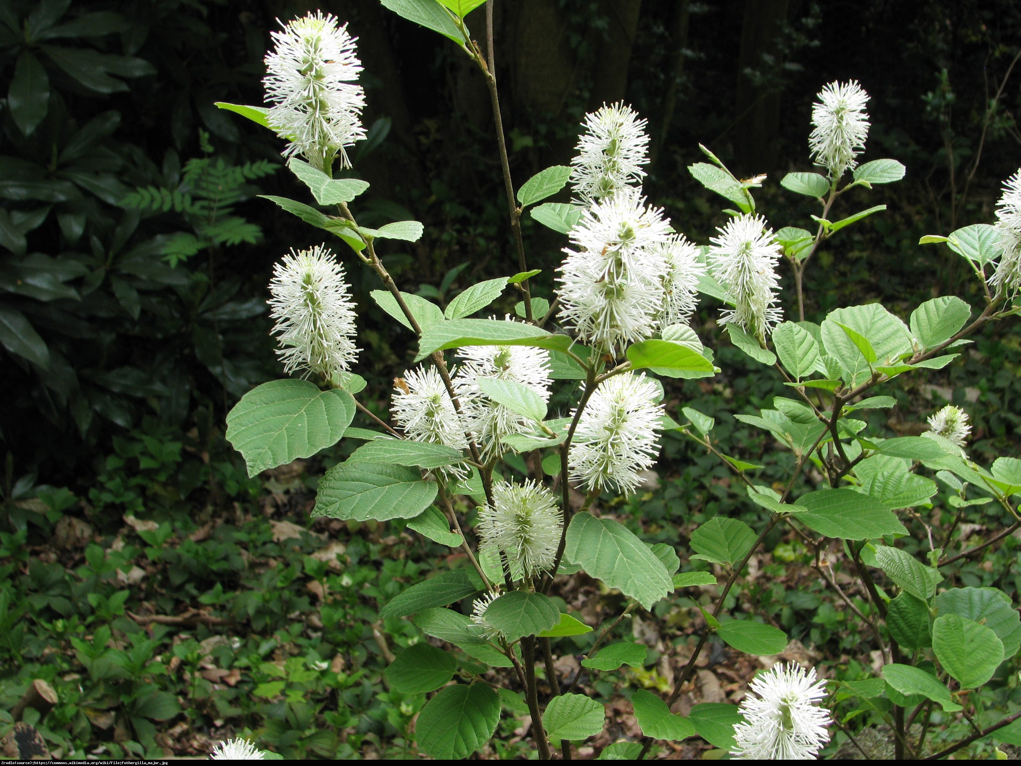 Fotergilla większa - Fothergilla major 