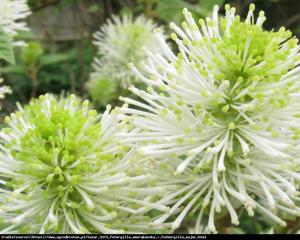 Fotergilla większa - Fothergilla major 