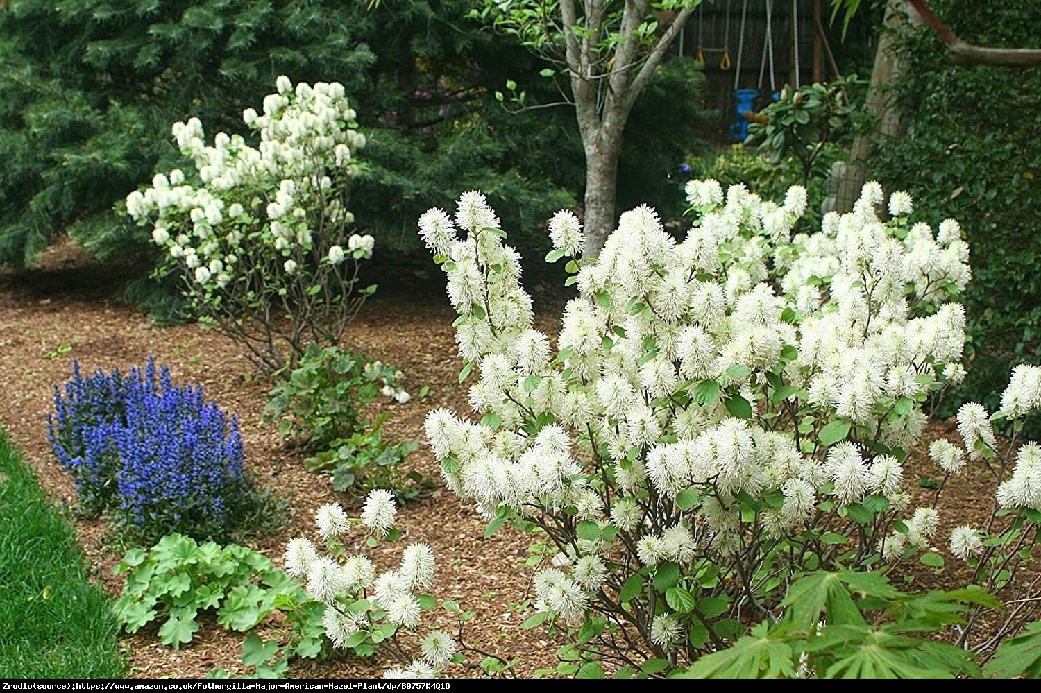 Fotergilla większa - Fothergilla major 