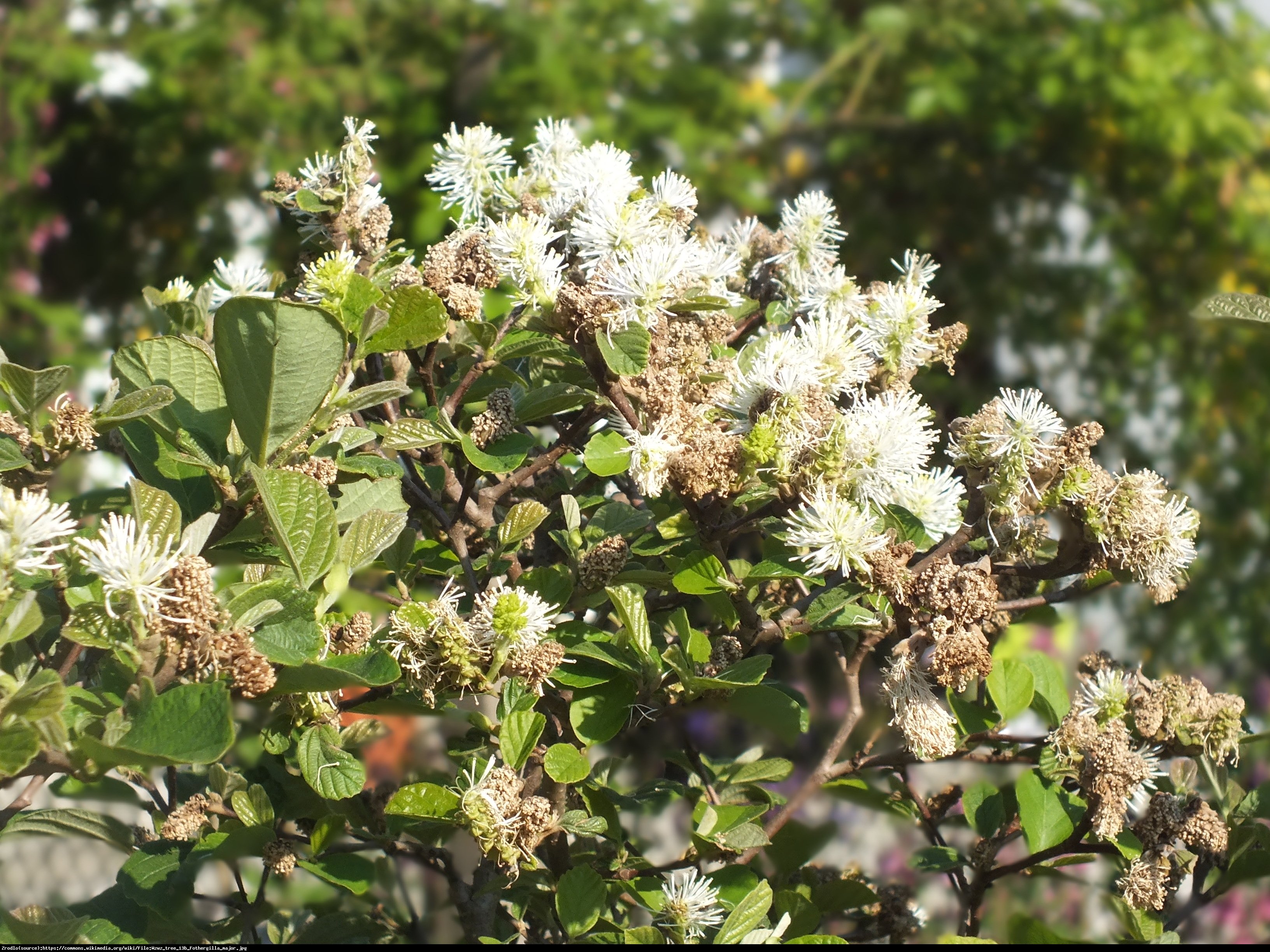 Fotergilla większa - Fothergilla major 