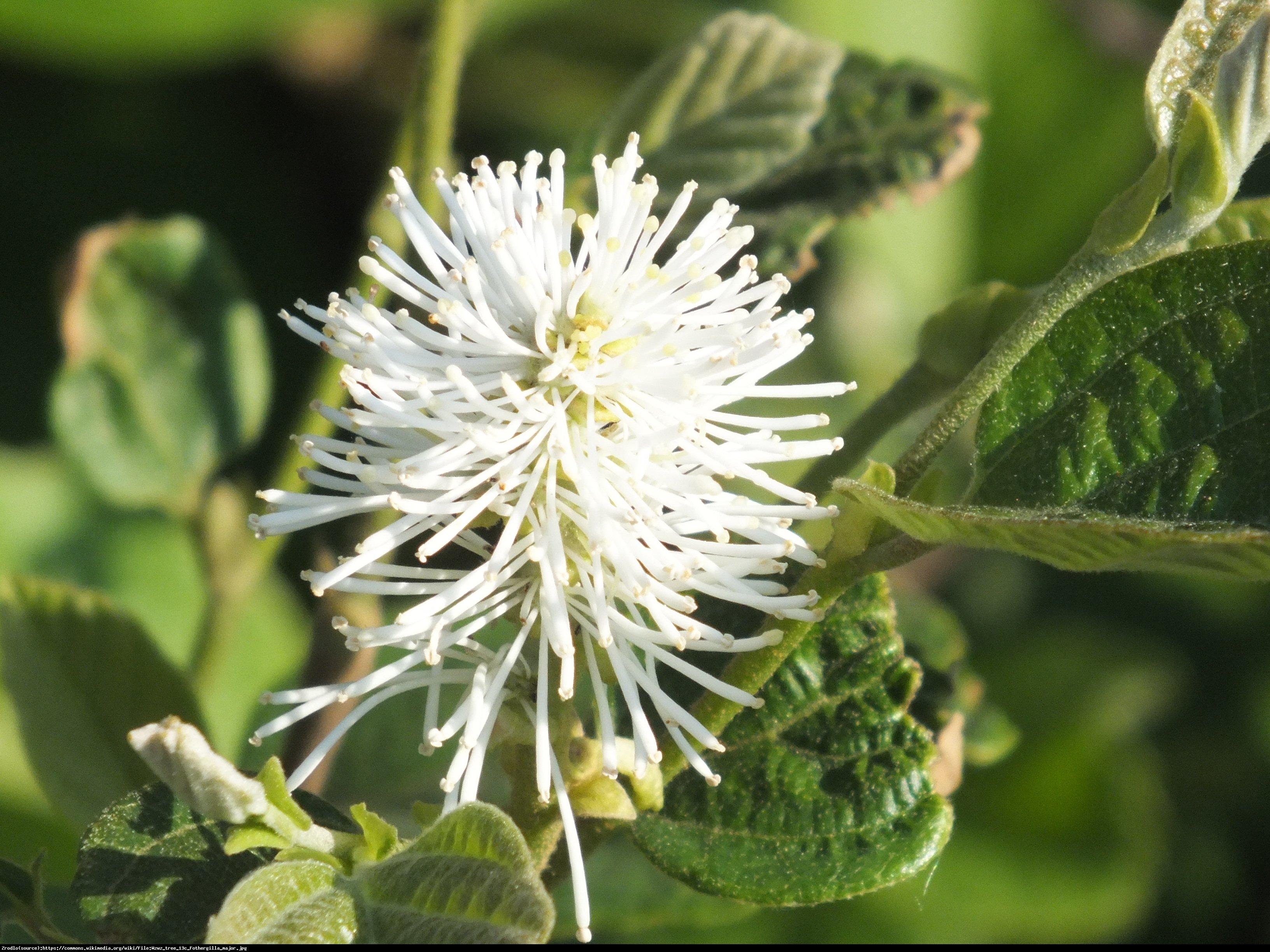 Fotergilla większa - Fothergilla major 