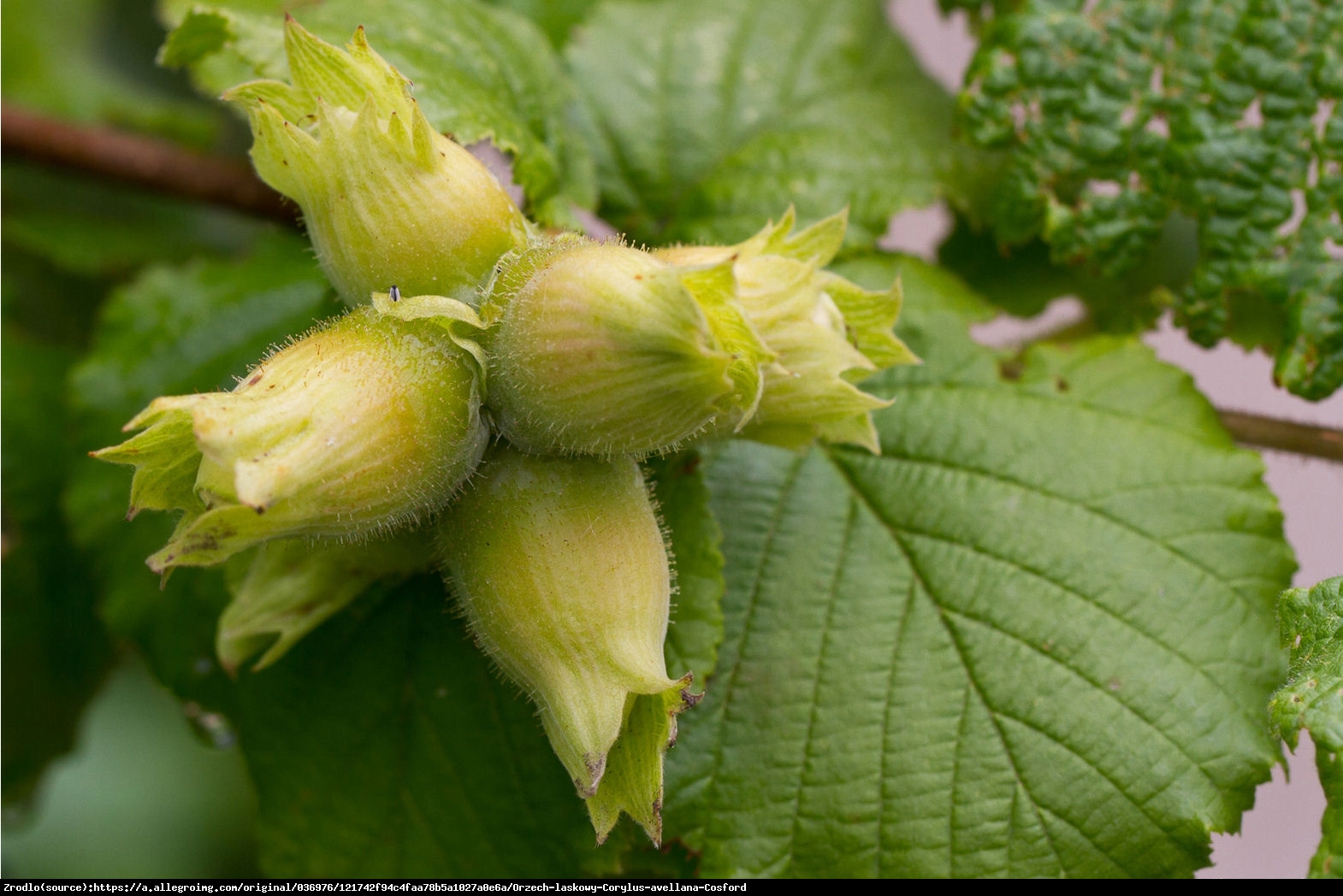 Leszczyna pospolita  Cosford - SUPER ZAPYLACZ - Corylus avellana  Cosford 