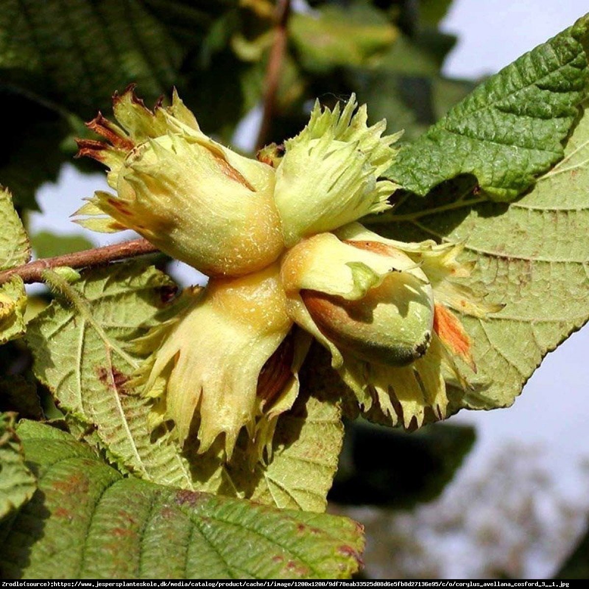 Leszczyna pospolita  Cosford - SUPER ZAPYLACZ - Corylus avellana  Cosford 