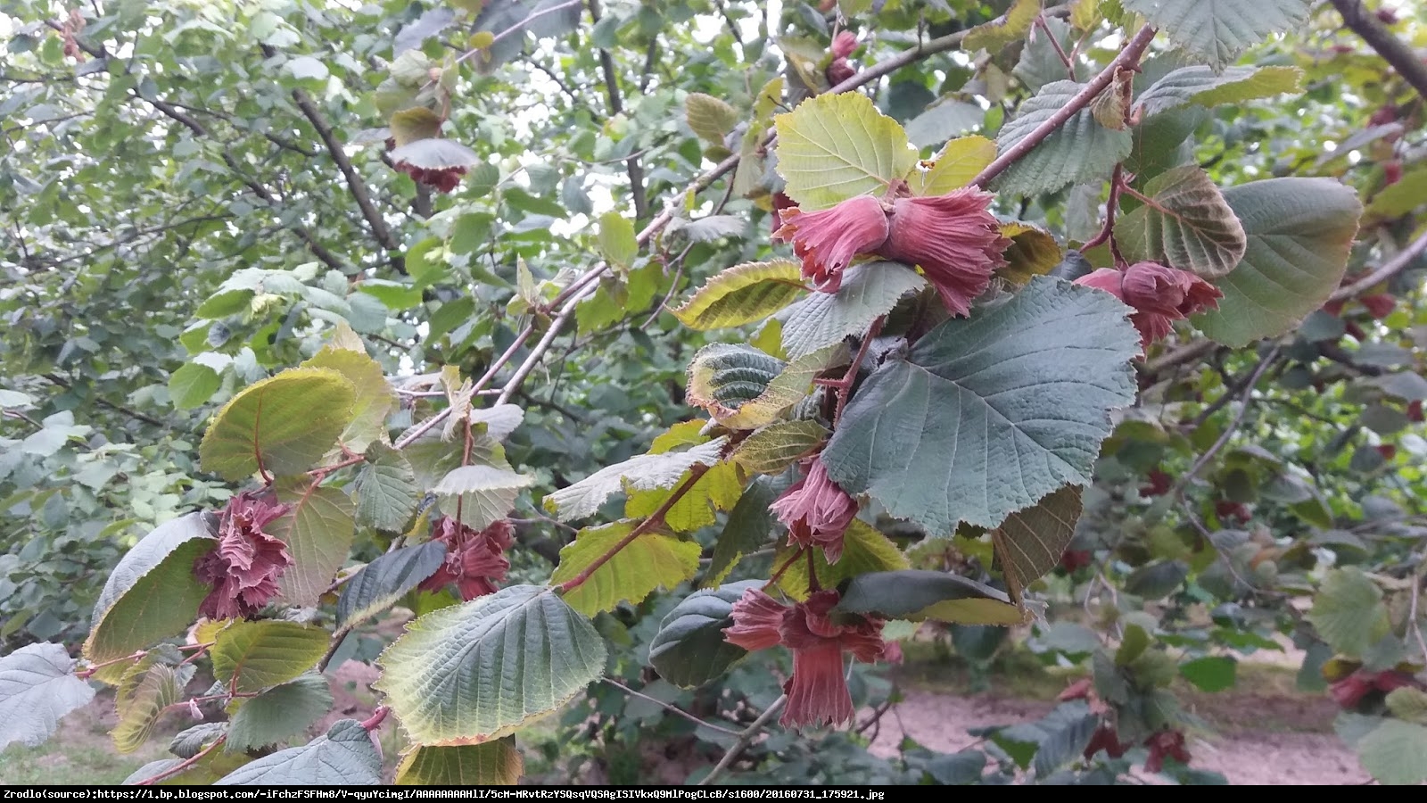 Leszczyna wielkoowocowa Pszczyński Czerwony - DEKORACYJNY I SMACZNY - Corylus  Pszczyński Czerwony 