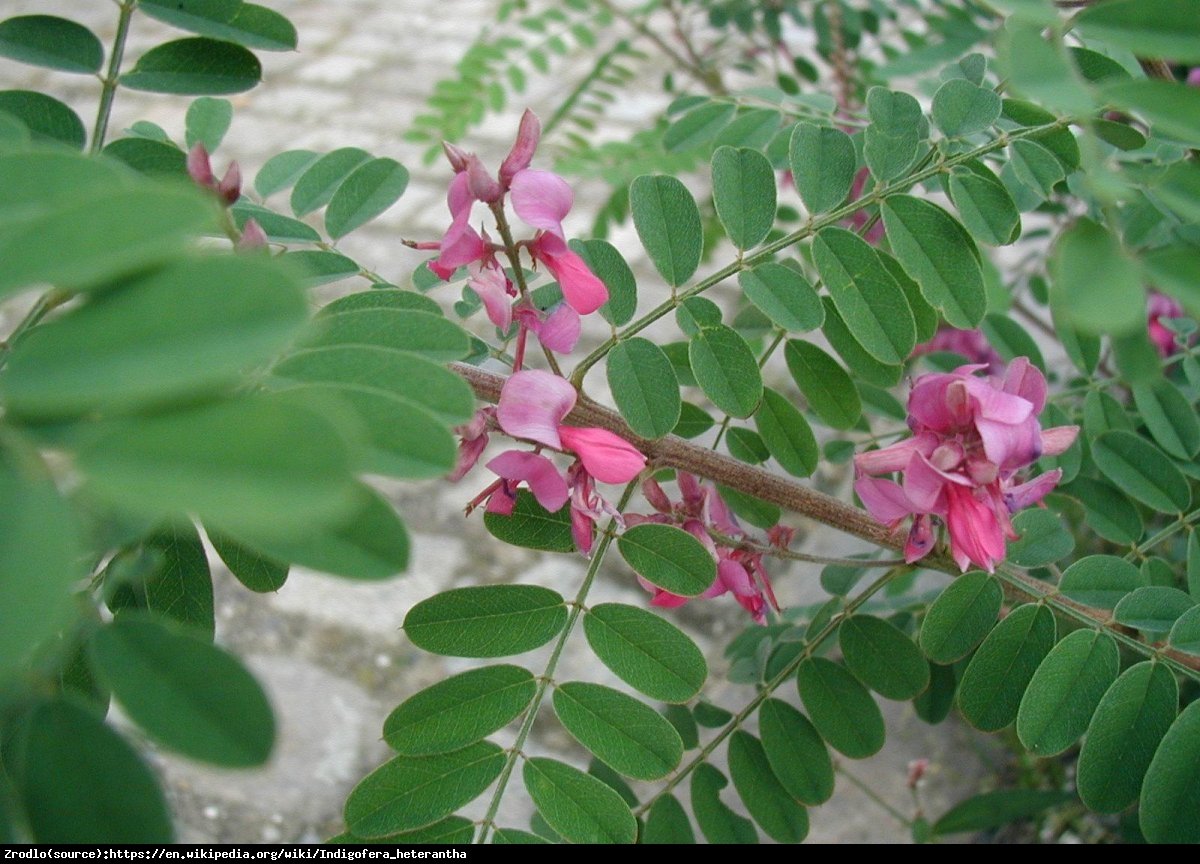 Indygowiec GERARDIANA - Indigofera heterantha GERARDIANA