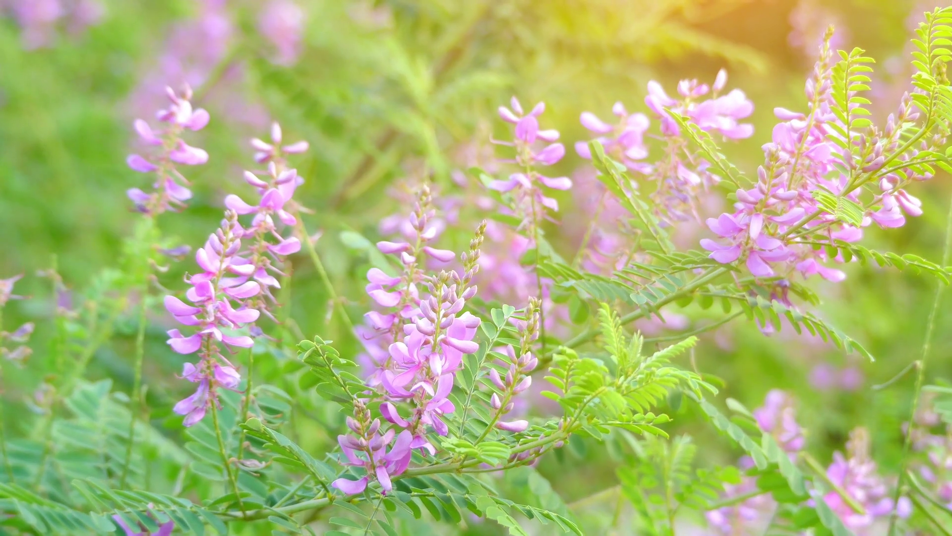 Indygowiec GERARDIANA - Indigofera heterantha GERARDIANA