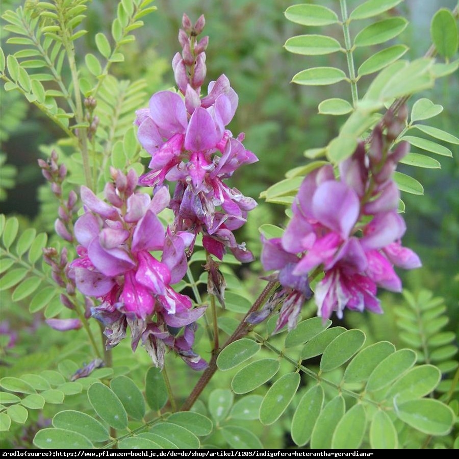 Indygowiec GERARDIANA - Indigofera heterantha GERARDIANA