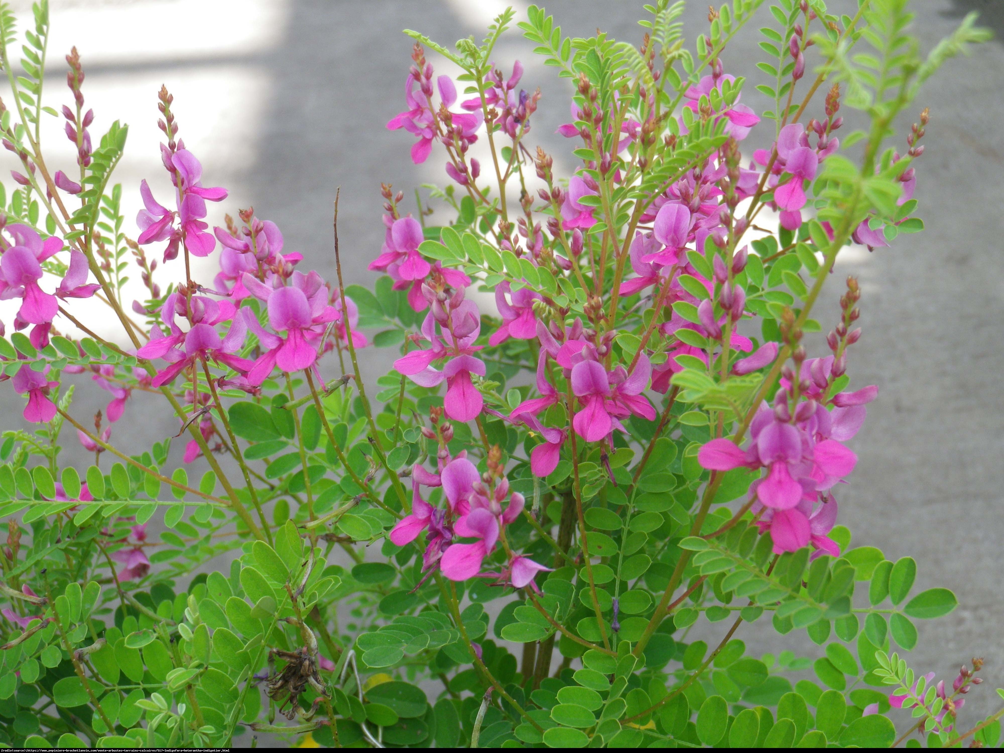 Indygowiec GERARDIANA - Indigofera heterantha GERARDIANA