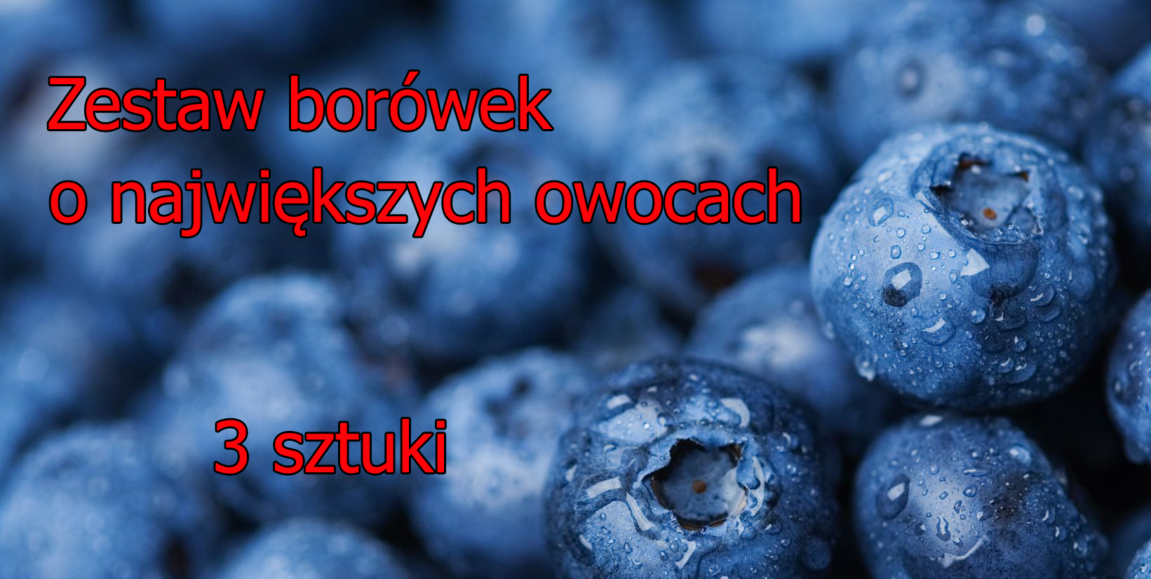 Zestaw borówek o największych owocach (3 sztuki) - Zestaw roślin