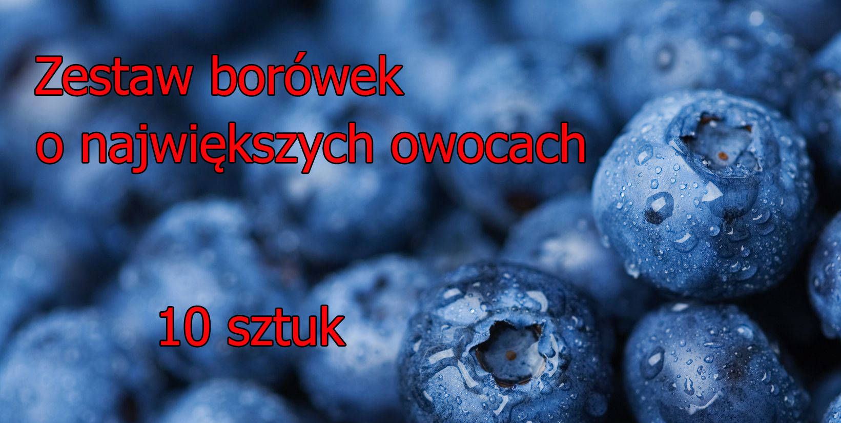 Zestaw borówek o największych owocach (10 sztuk) - Zestaw roślin