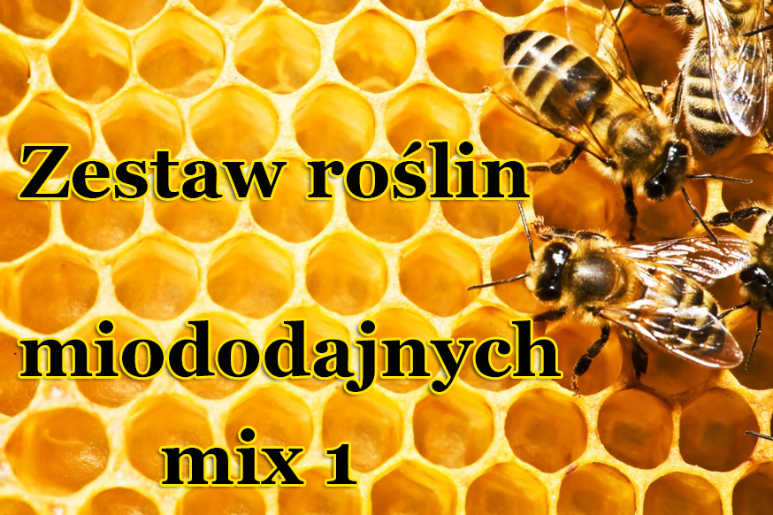 Zestaw roślin Miododajnych (mix 1) - Zestaw roślin