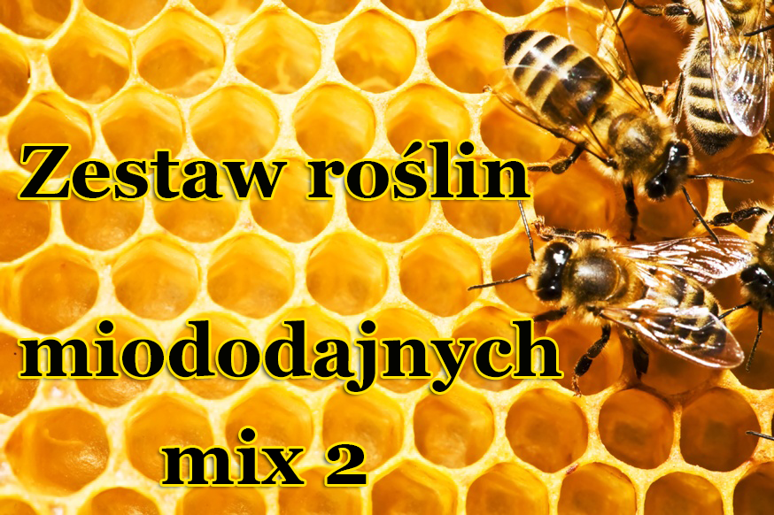 Zestaw roślin Miododajnych (mix 2) - Zestaw roślin