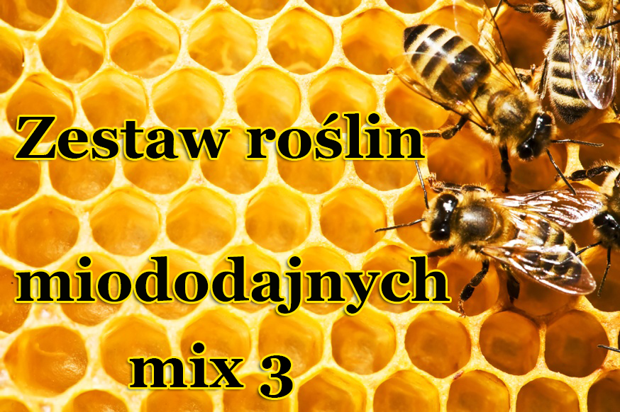 Zestaw roślin Miododajnych (mix 3) - Zestaw roślin