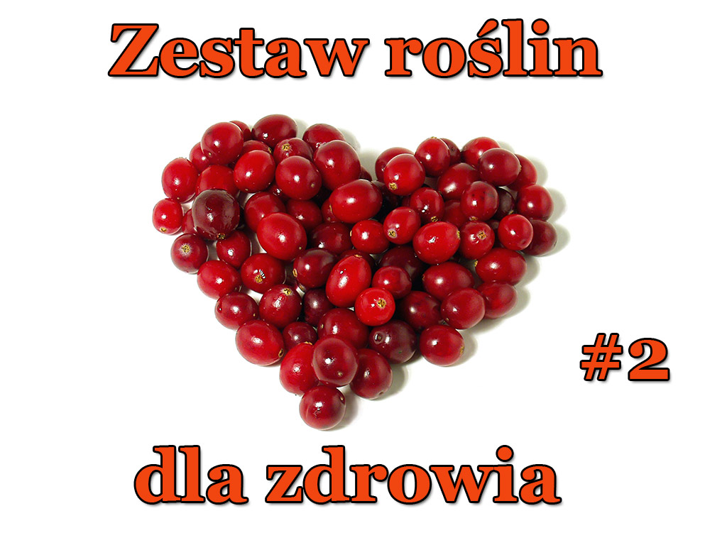 Zestaw roślin dla Zdrowia (mix 2) - Zestaw roślin