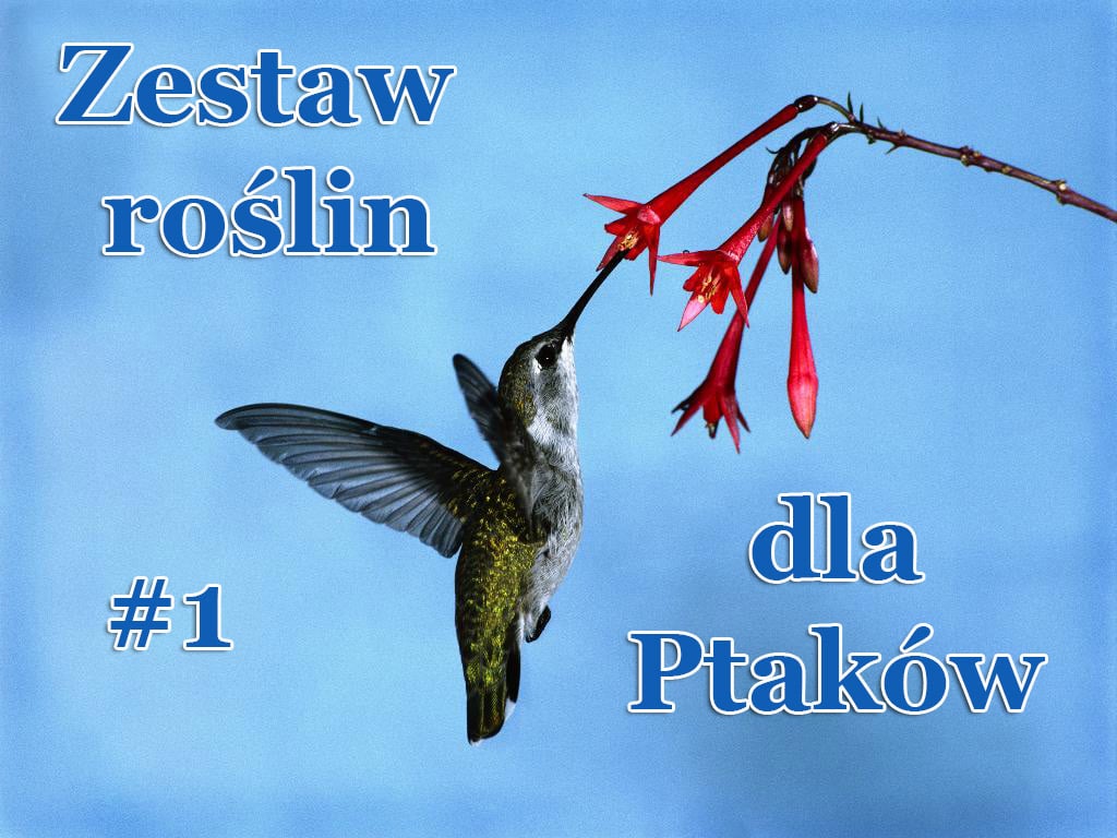 Zestaw roślin dla Ptaków (mix 1) - Zestaw roślin