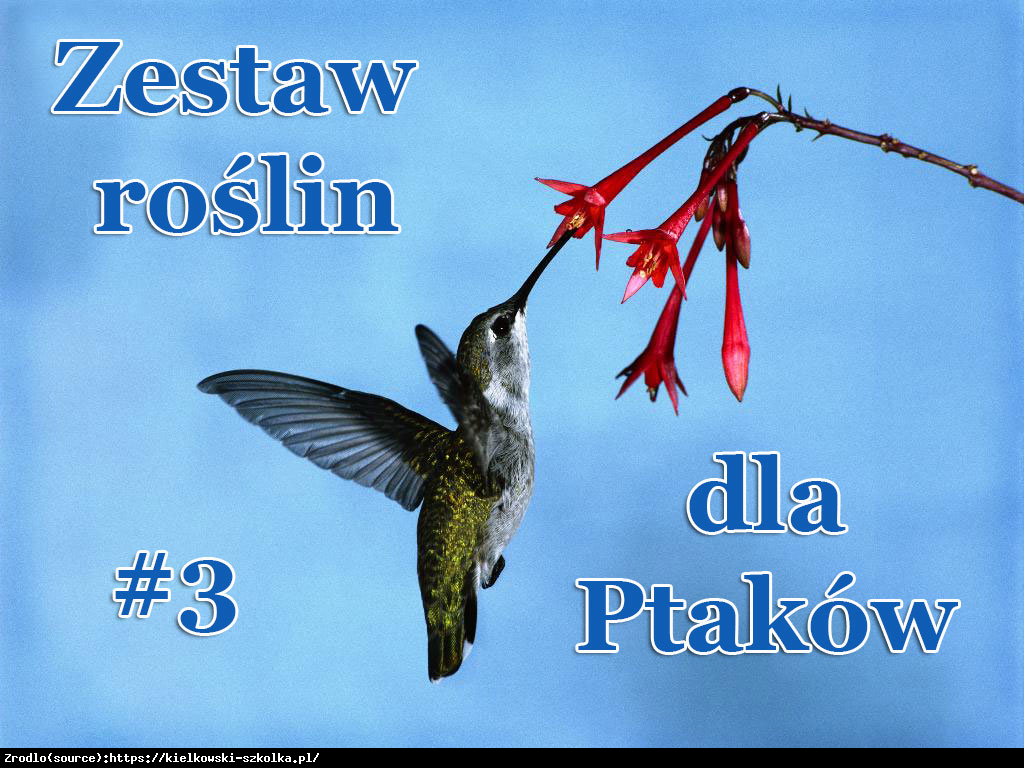 Zestaw roślin dla Ptaków (mix 3) - Zestaw roślin