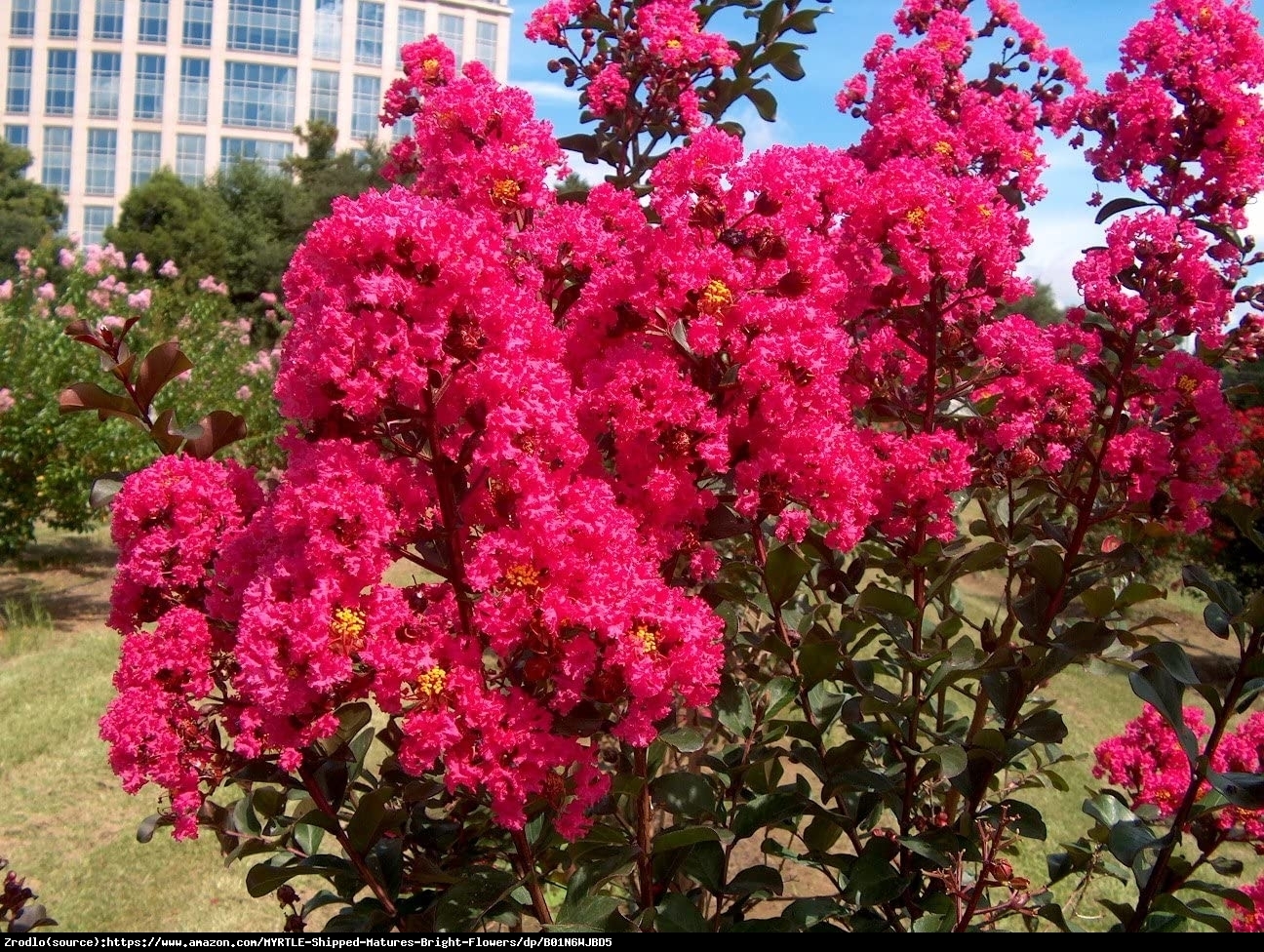 Lagerstremia indyjska Purpurea - Bez Południa RARYTAS WŚRÓD KRZEWÓW!!! - Lagerstroemia indica Purpurea